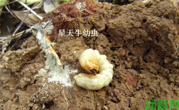 柑橘星天牛如何防治？(图2)
