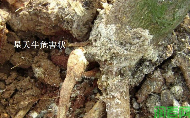 柑橘星天牛如何防治？(图3)