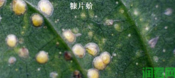 柑橘介壳虫主要防治措施有哪些？(图2)