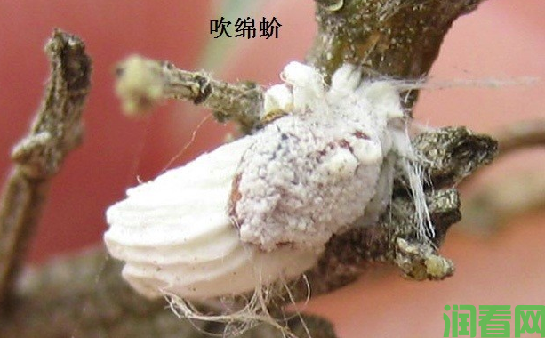 柑橘介壳虫主要防治措施有哪些？(图4)