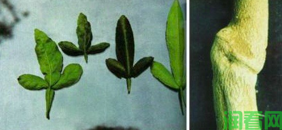 柑橘碎叶病怎样防治？(图2)