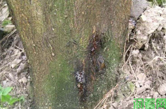 怎样防治柑橘树脂病？柑橘树脂病用什么药最好？(图2)
