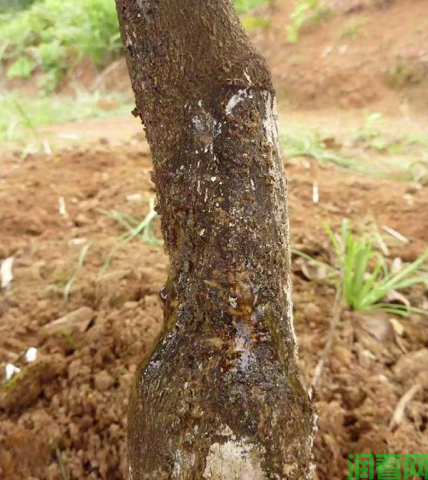 怎样防治柑橘树脂病？柑橘树脂病用什么药最好？(图4)