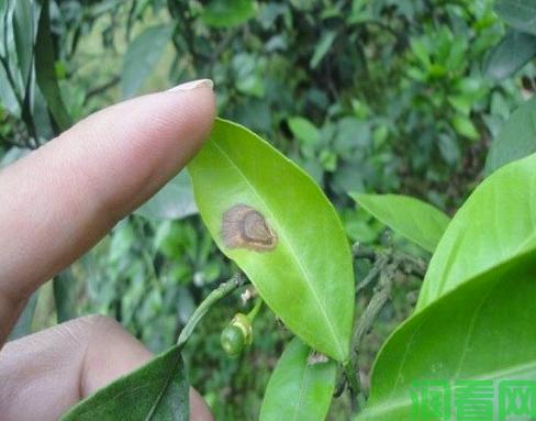 柑橘炭疽病如何防治？柑橘炭疽病用什么药最好？(图2)