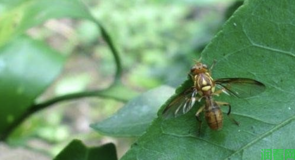 种植番荔枝如何防治柑橘小实蝇?(图4)