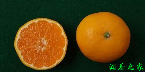 晴姬柑橘品种介绍(图1)