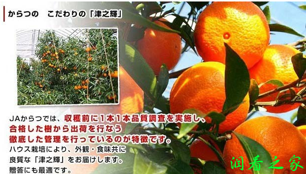 津之辉柑橘品种简介(图1)