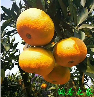 濑户见柑橘品种简介(图1)