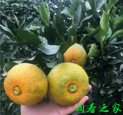濑户见柑橘品种简介(图2)