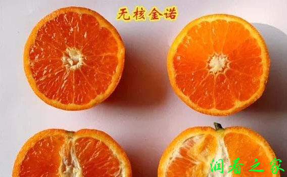 无核新诺柑橘品种简介