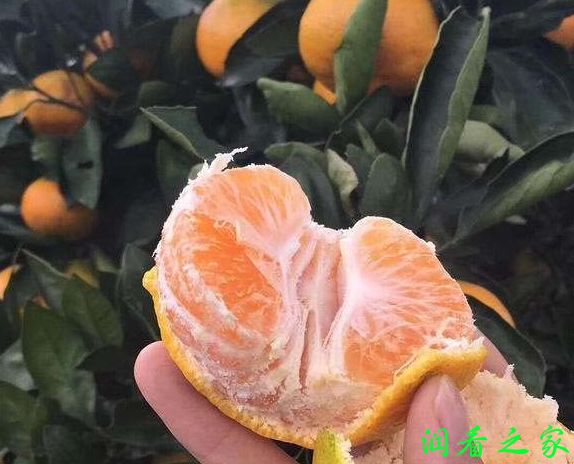 由良蜜桔品种介绍