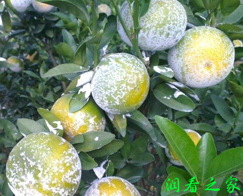 茂谷柑品种好不好？
