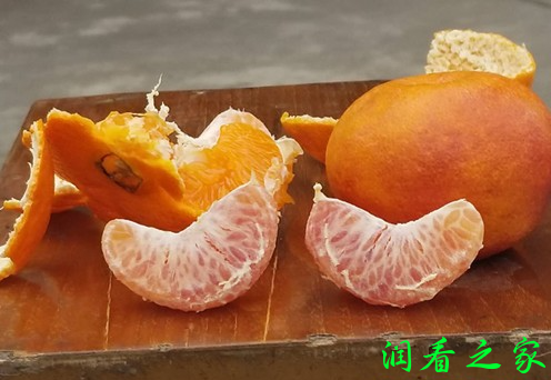 红韵香柑新品种简介(图1)