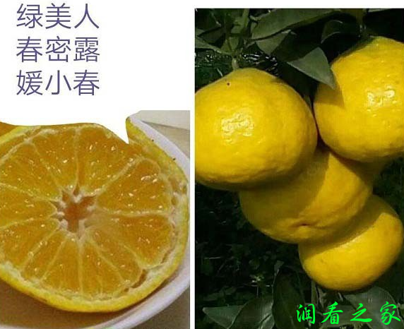 媛小春柑橘品种好不好?(图1)