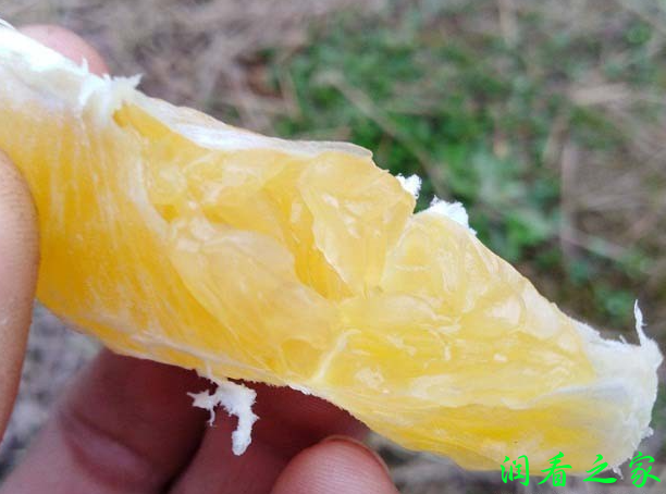 媛小春柑橘品种好不好？(图3)