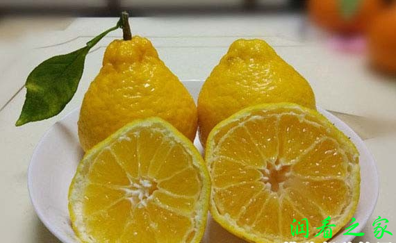 媛小春柑橘品种好不好？(图4)
