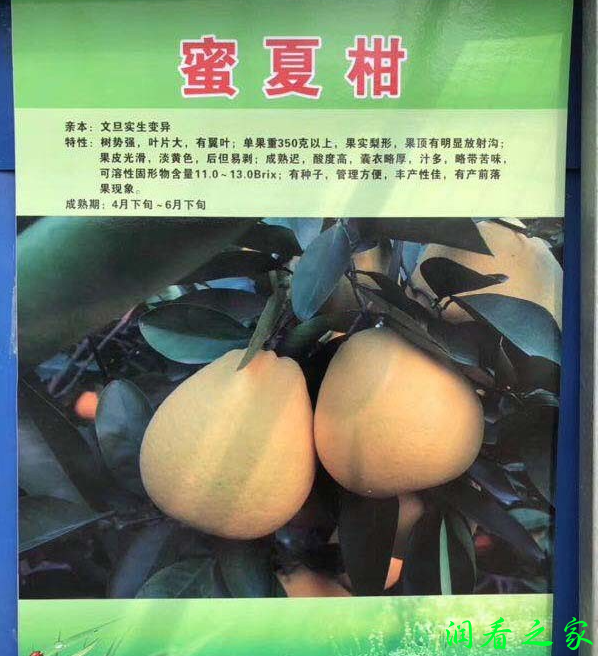 蜜夏柑柑橘品种简介(图1)