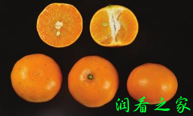 濑户香柑橘品种简介(图1)