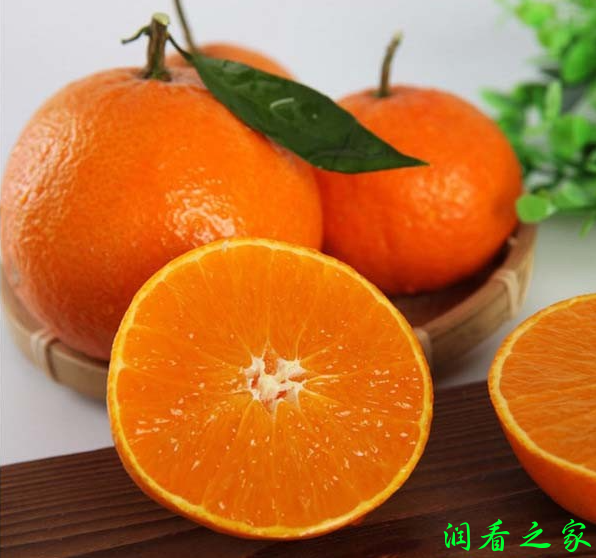 濑户香柑橘品种简介(图3)