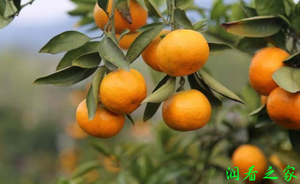 山下红温州密柑品种介绍(图2)