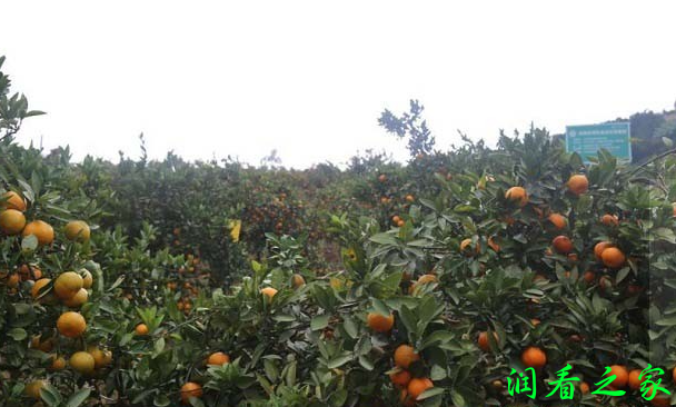 山下红温州密柑品种介绍(图4)
