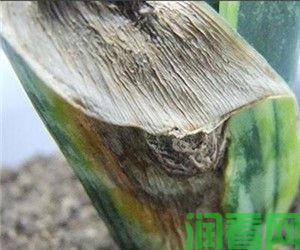 虎皮兰叶子腐烂怎么办