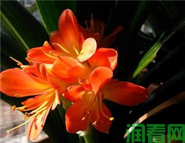 君子兰花期管理