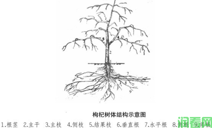 枸杞树的枝条有什么特点？