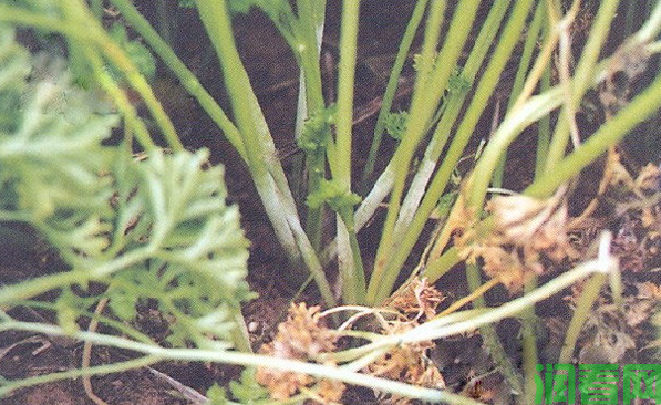 香菜（芫荽）灰霉病如何防治？