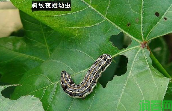 种植牛蒡如何防治斜纹夜蛾？