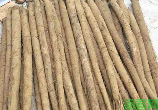 新林1号牛蒡品种好不好？