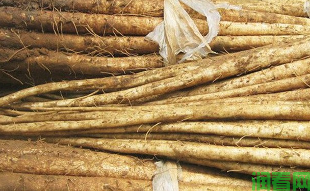 山田早生牛蒡品种好不好？