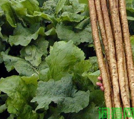 东北理想牛蒡品种好不好？
