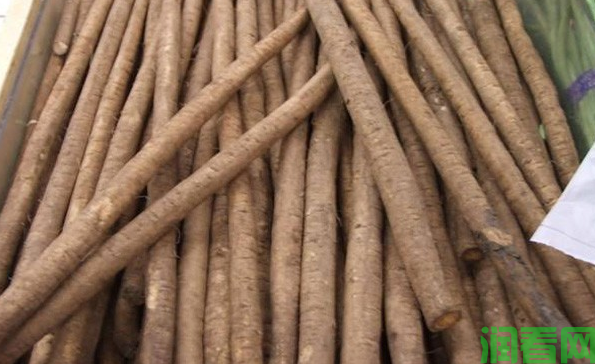 柳川理想牛蒡品种好不好？