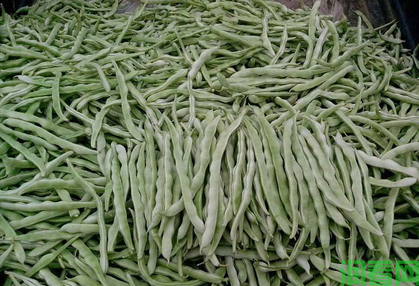 玉满架四季豆品种好不好？