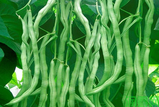 龙莱1号四季豆品种好不好？