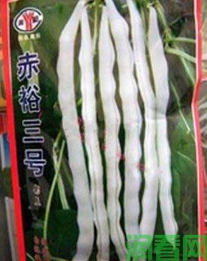 赤裕三号四季豆品种好不好？