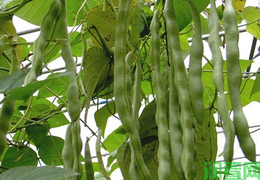 太空菜豆1号四季豆品种好不好？