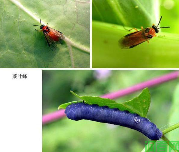 种萝卜如何防治菜叶蜂？