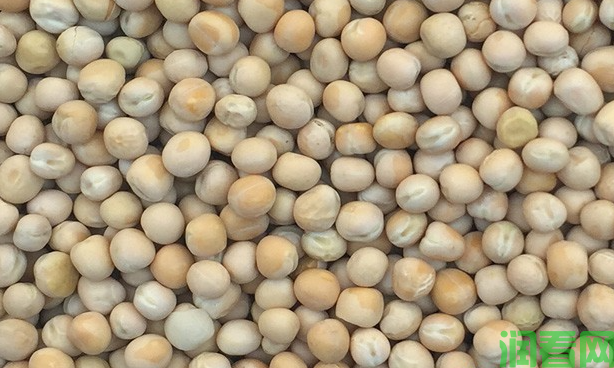 白玉豌豆品种好不好？