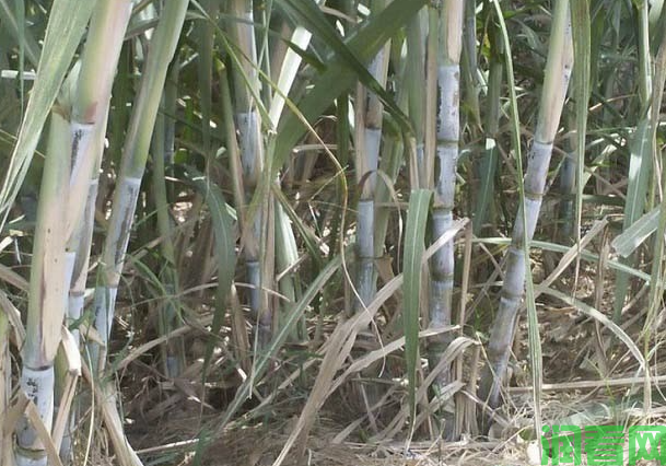 宿根蔗栽培要点