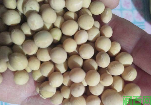 怎样识别大豆种子的优劣？