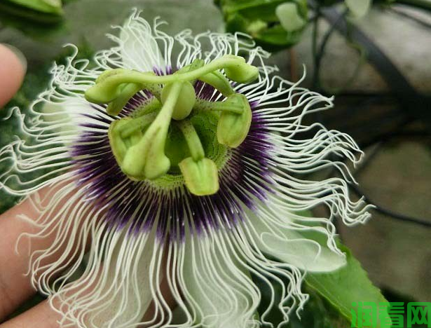 百香果打药多少天能放蜂？