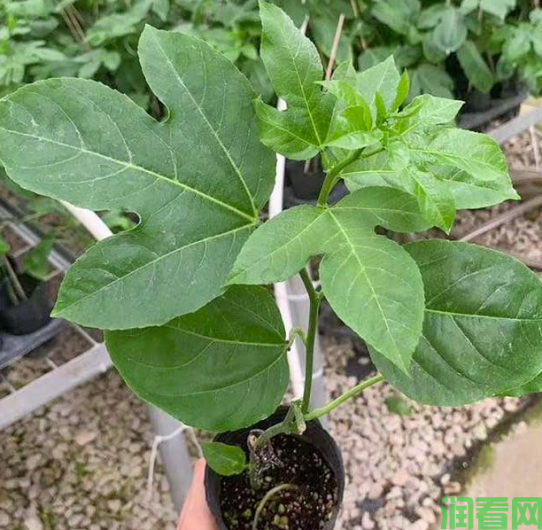 百香果嫁接苗的优点