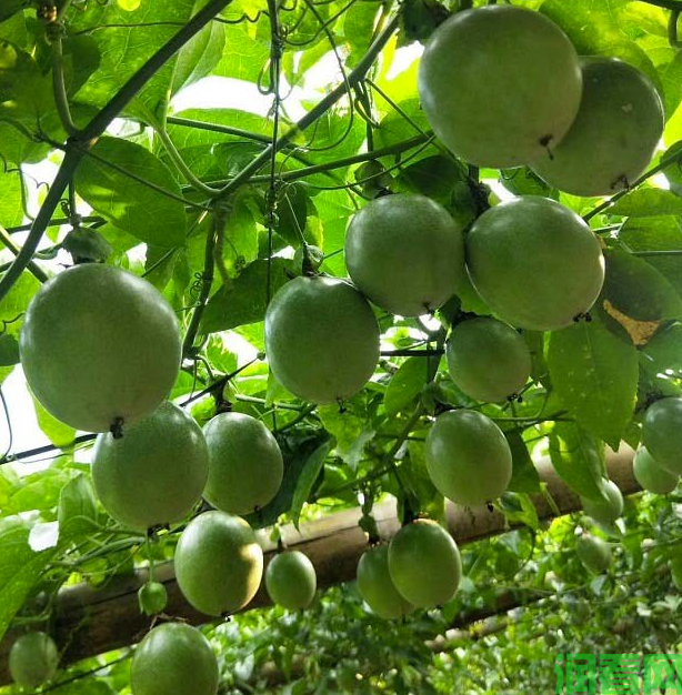 百香果磷酸二氢钾使用方法