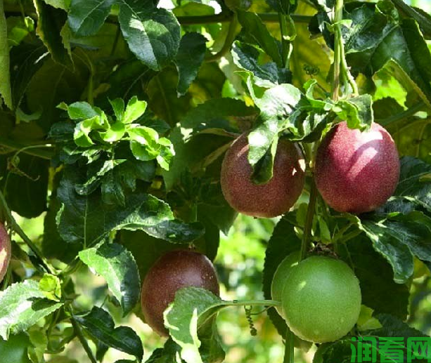 百香果开花后多久才成熟？