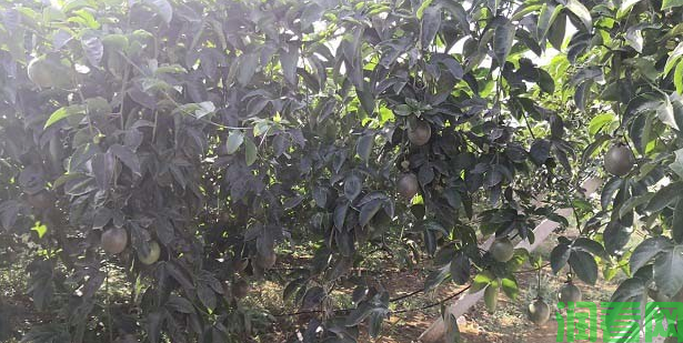 百香果坐果率低怎么办？