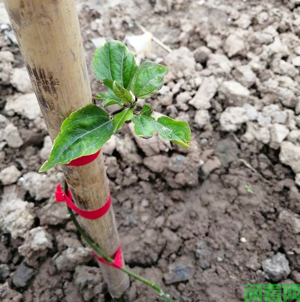 百香果种植条件及地区有哪些？