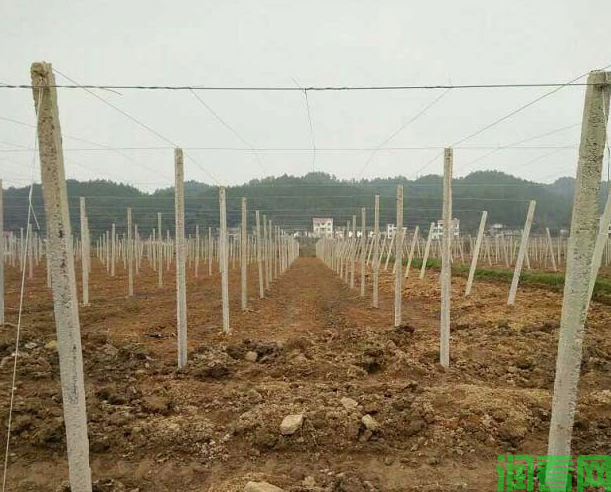 百香果种植密度是多少才合适？