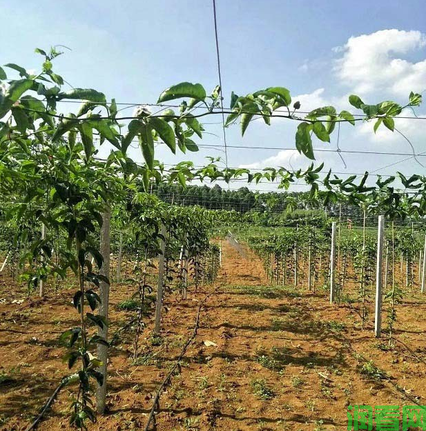 种植百香果为什么要打顶？给百香果打顶有哪些好处？